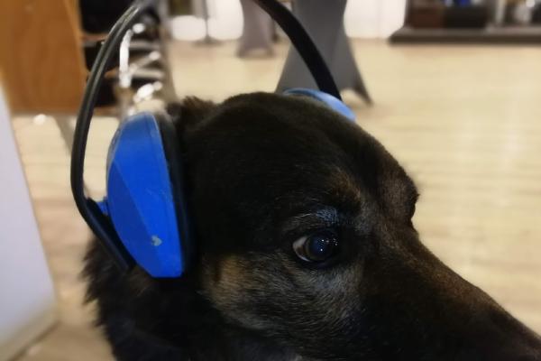 Are you tired of hearing any more "good old suggestions"?